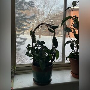 Hoya Publicalyx Plant